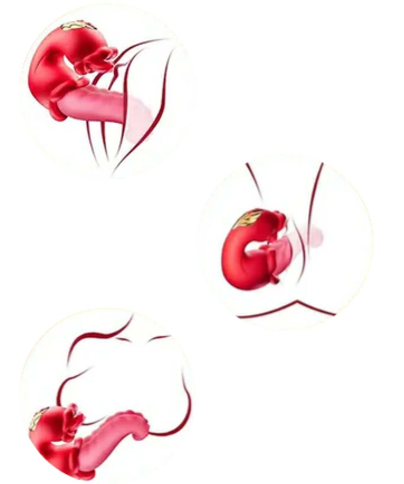 mysecretcase-vibratore-multifunzione-slinguazzami-prov-infografiche.jpg